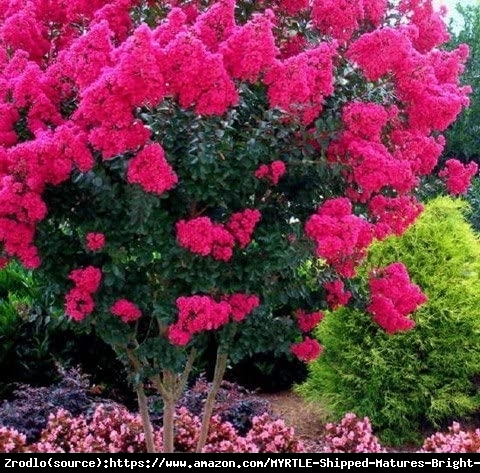Lagerstremia indyjska Purpurea - Bez Południa RARYTAS WŚRÓD KRZEWÓW!!! - Lagerstroemia indica Purpurea