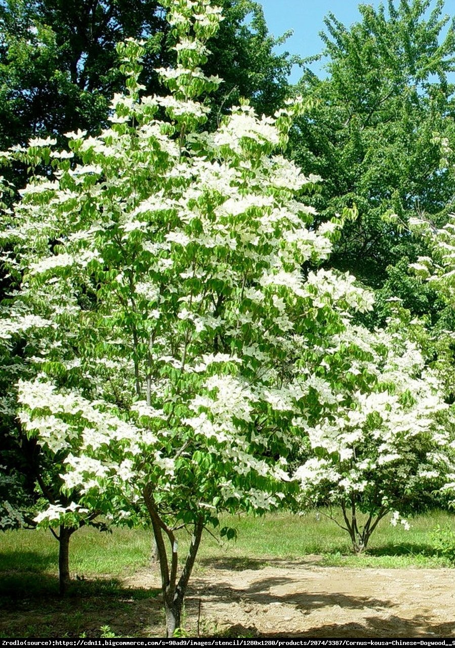 Dereń kousa China Girl  - Cornus kousa China Girl 