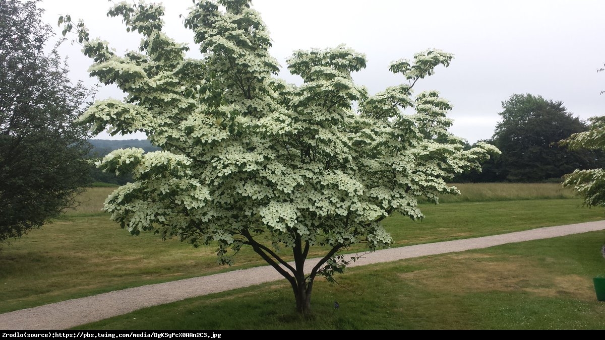 Dereń kousa China Girl  - Cornus kousa China Girl 