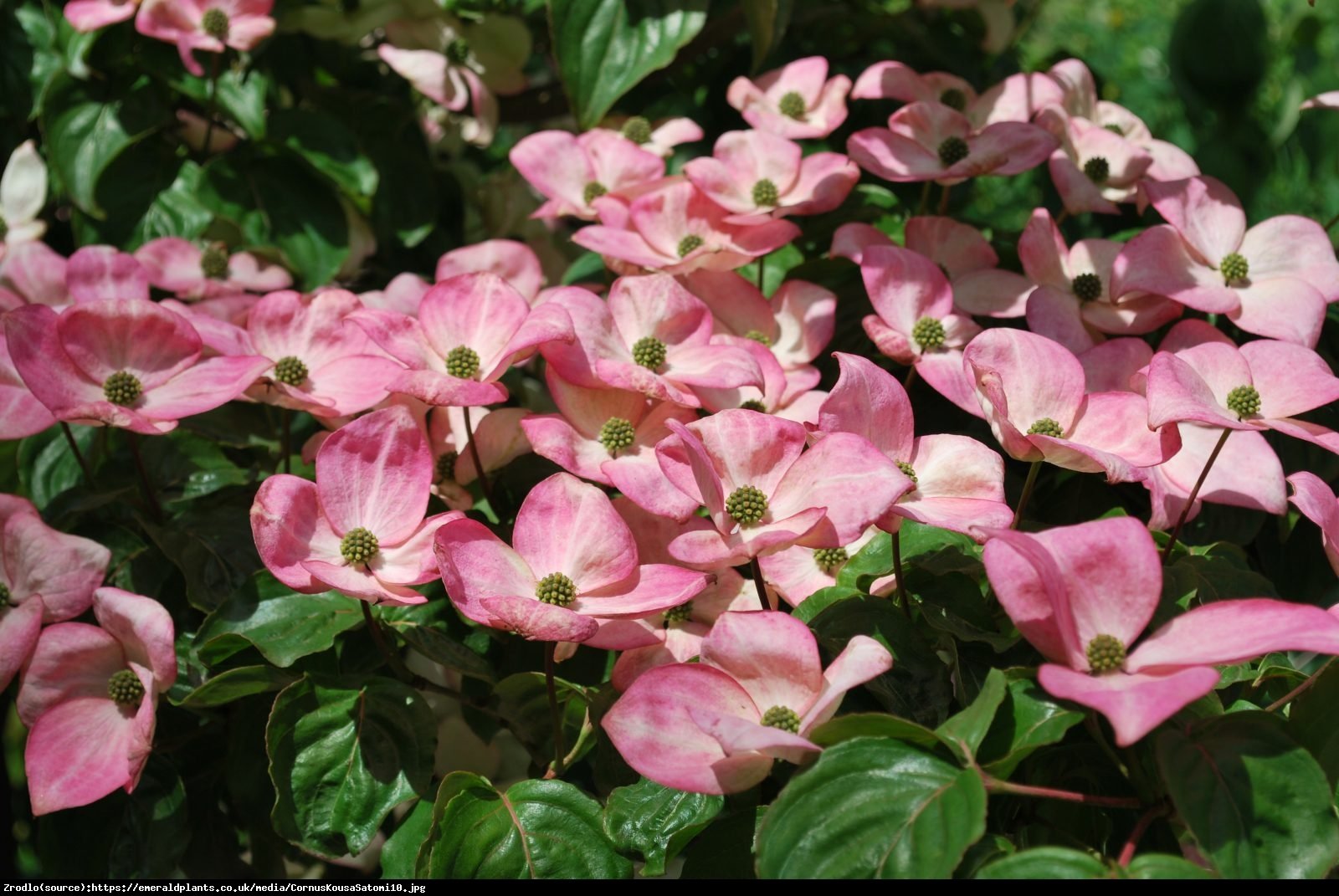 Dereń kousa Satomi  - Cornus kousa Satomi 