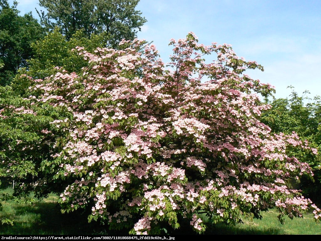 Dereń kousa Satomi  - Cornus kousa Satomi 