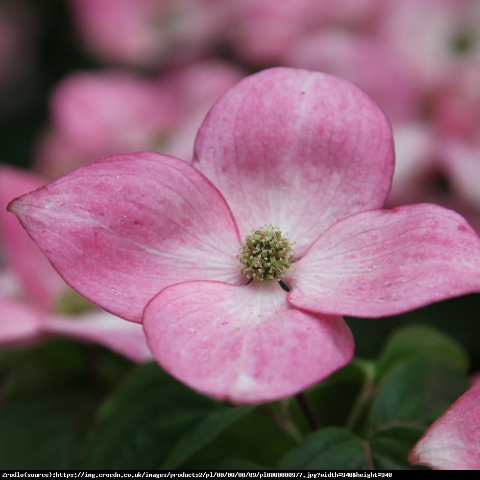 Dereń kousa Satomi  - Cornus kousa Satomi 