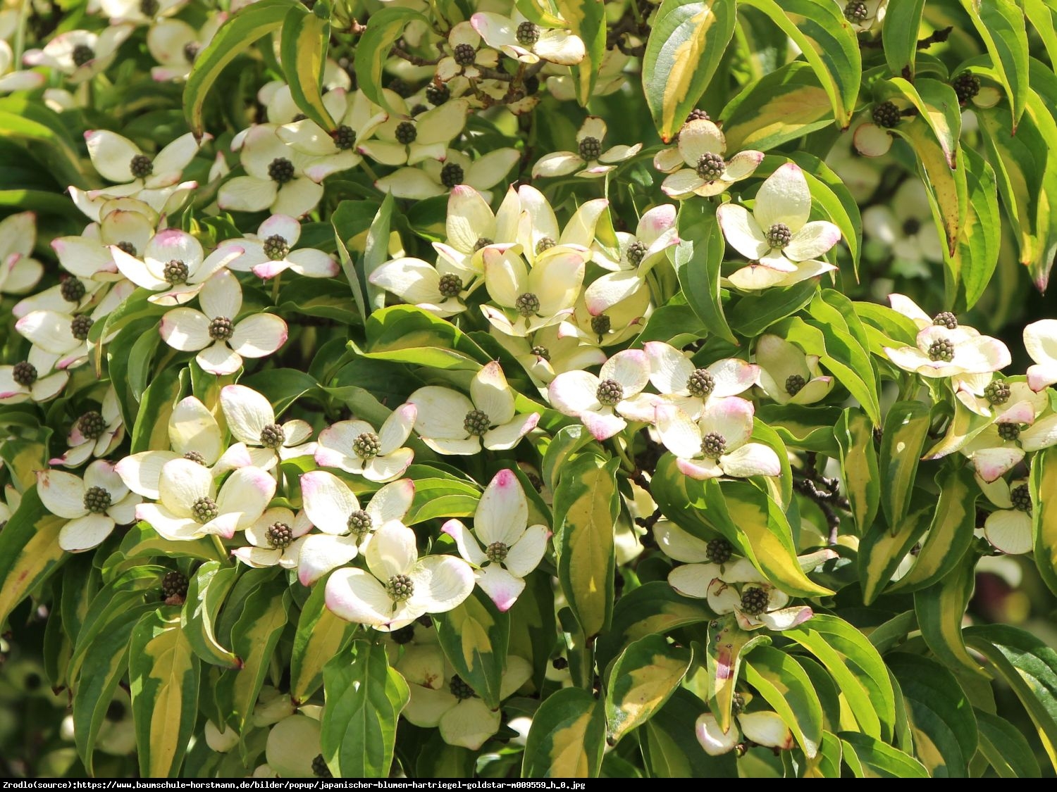 Dereń kousa Gold Star  - Cornus kousa Gold Star 