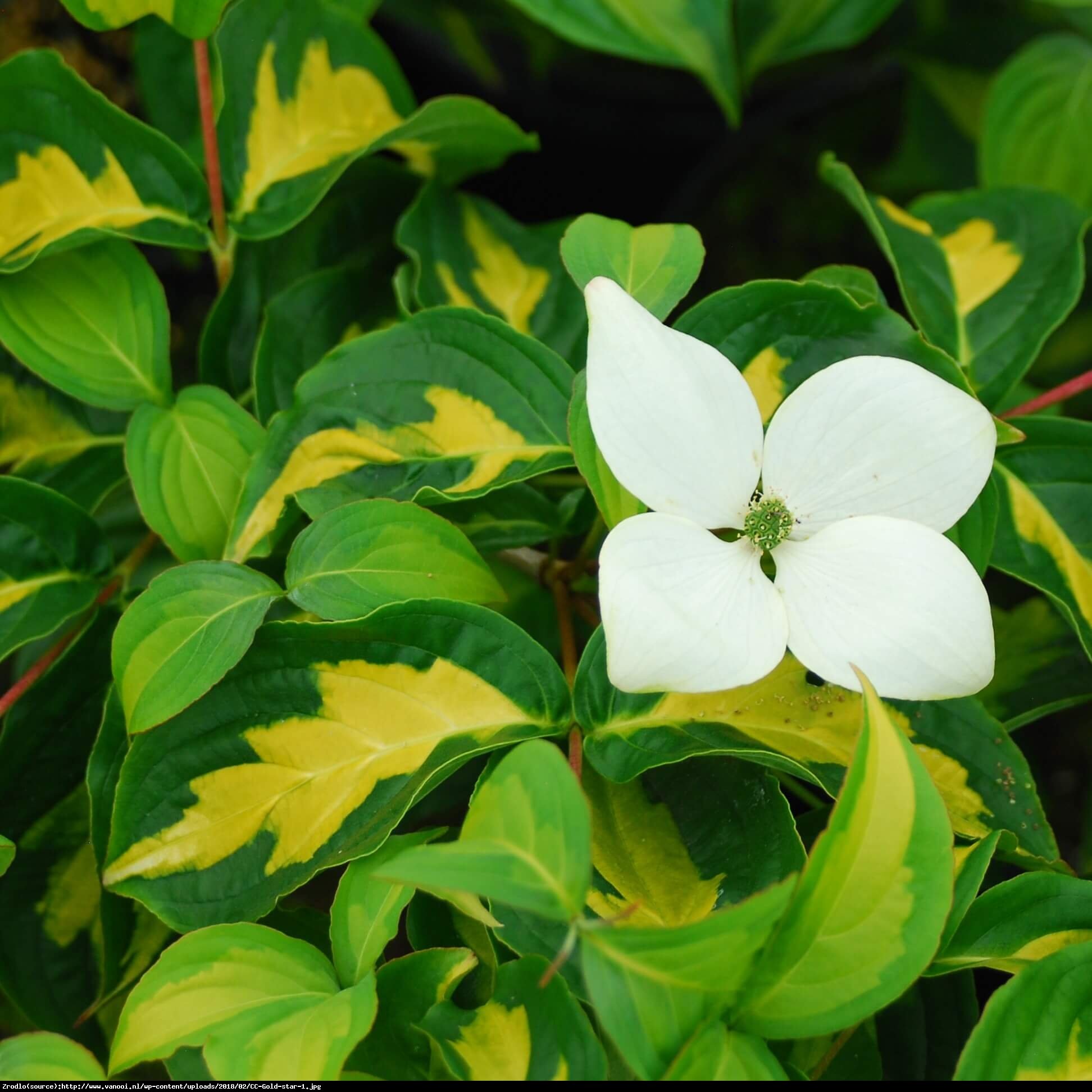 Dereń kousa Gold Star  - Cornus kousa Gold Star 