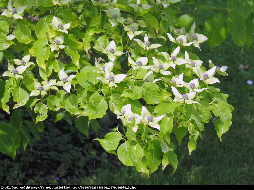 Dereń kousa National  - Cornus kousa National 