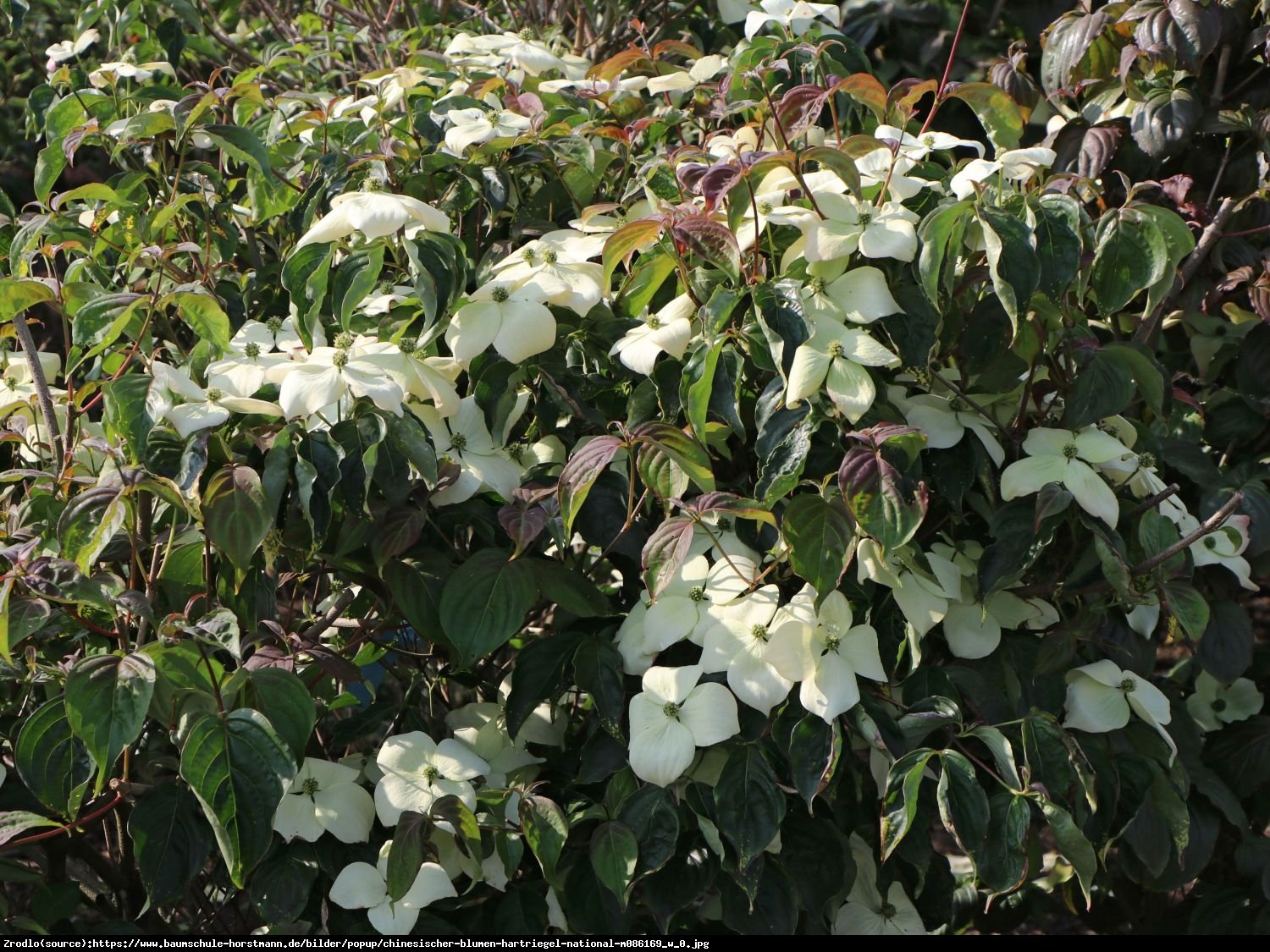 Dereń kousa National  - Cornus kousa National 