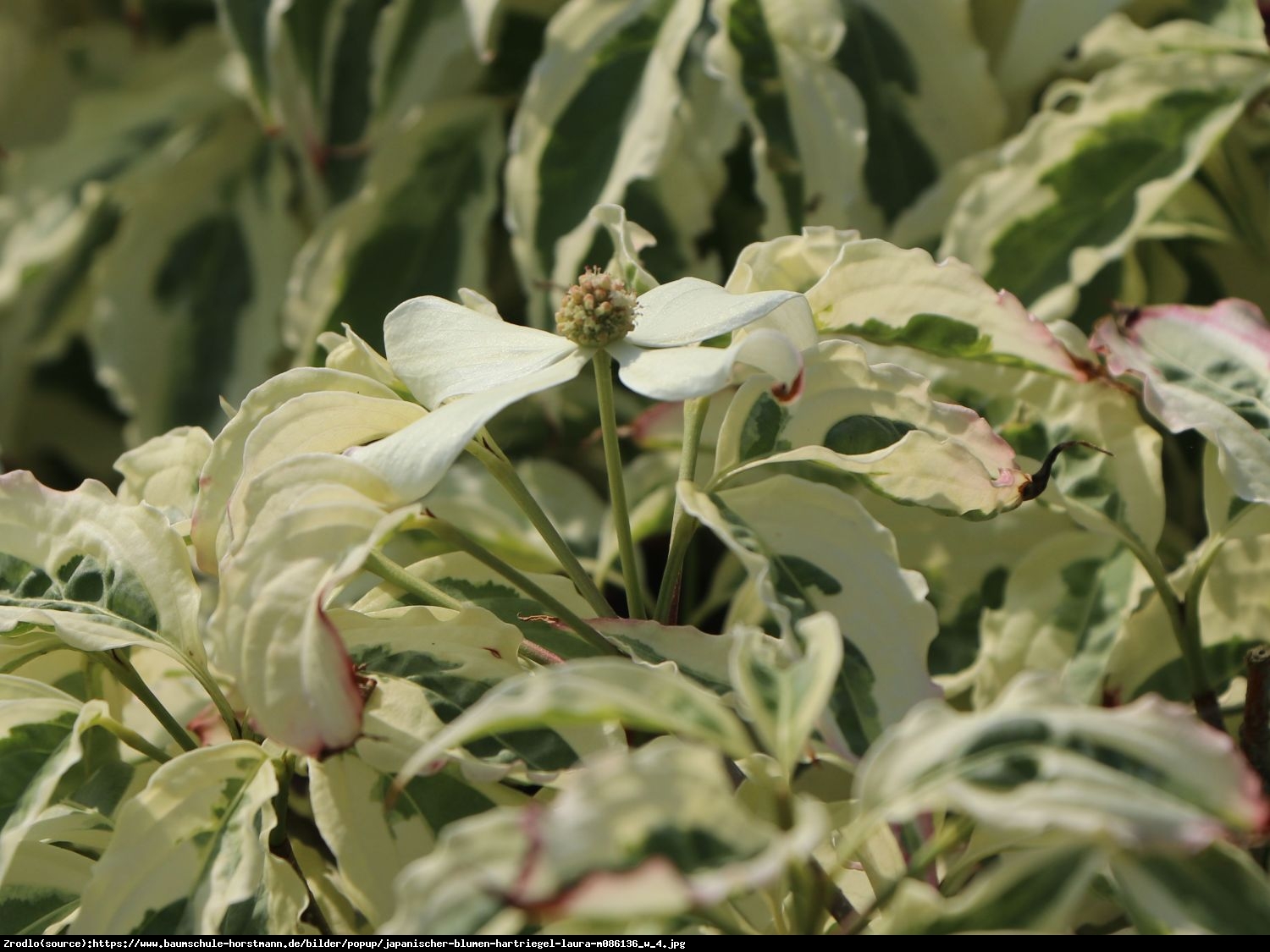 Dereń kousa  Laura - Cornus kousa  Laura 