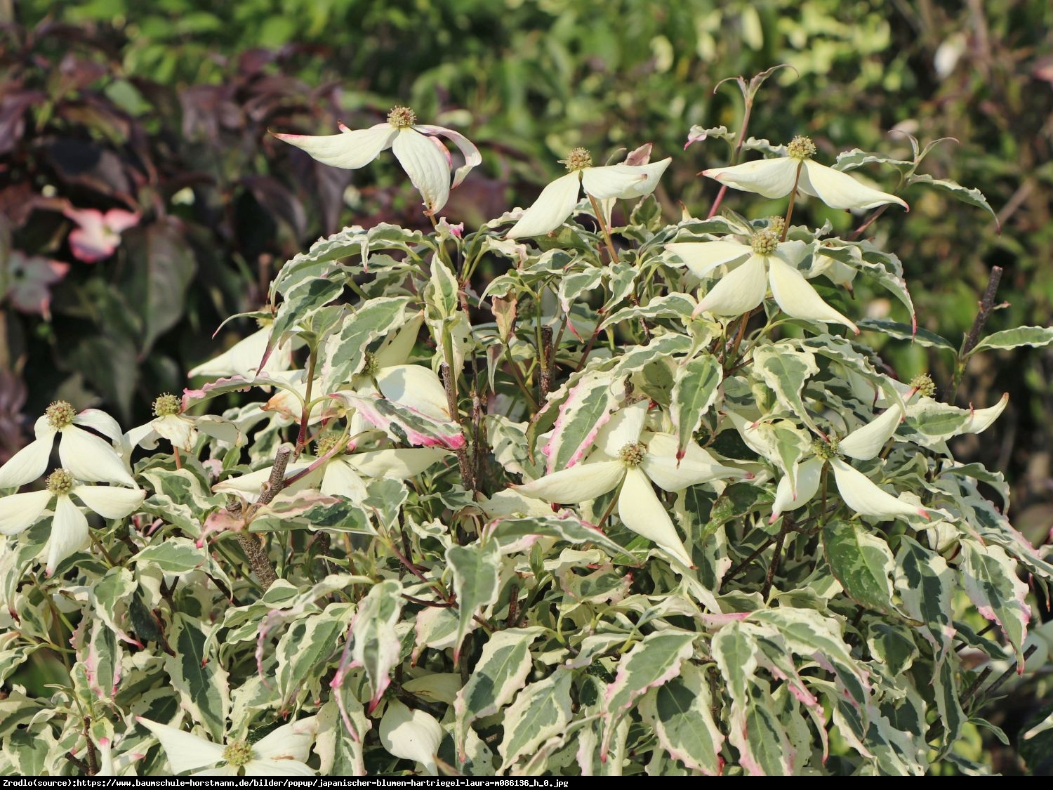 Dereń kousa  Laura - Cornus kousa  Laura 