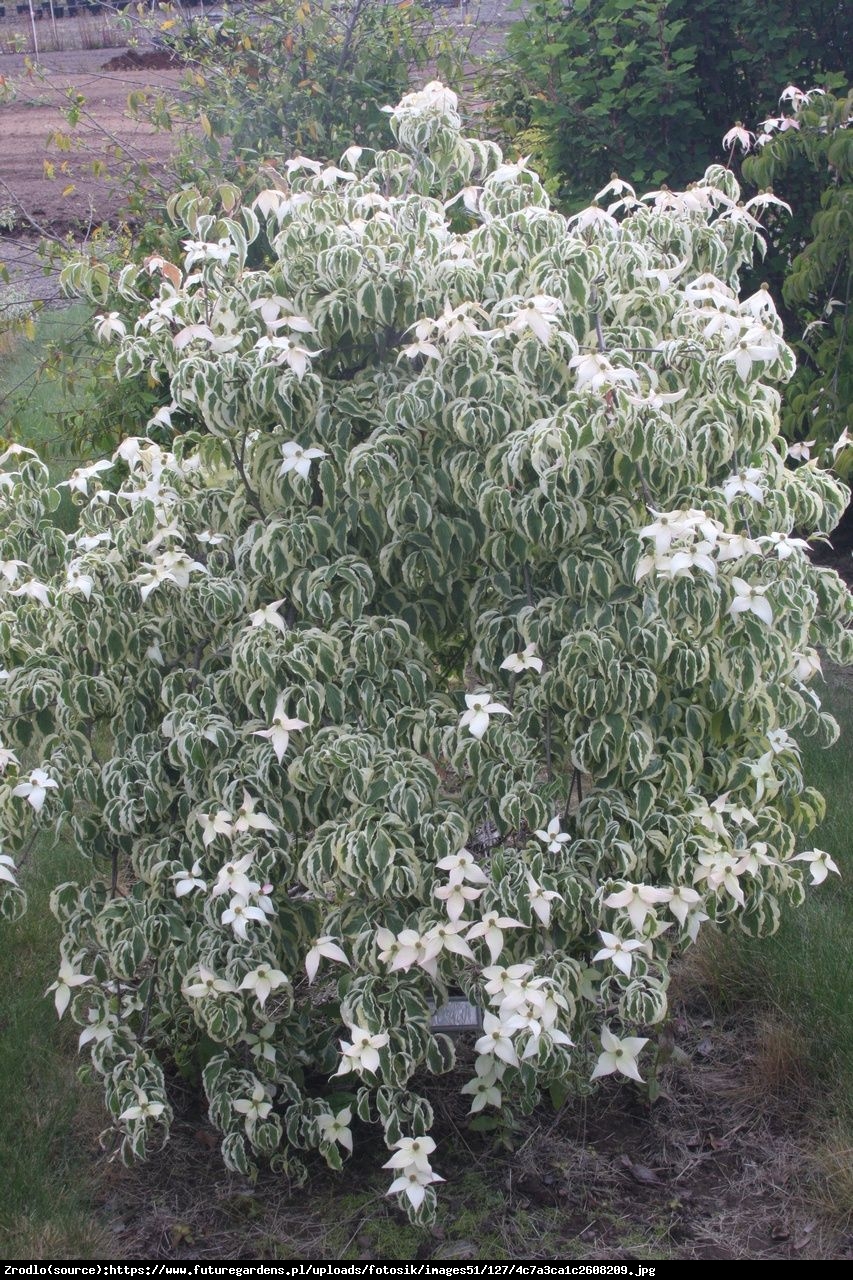 Dereń kousa  Laura - Cornus kousa  Laura 