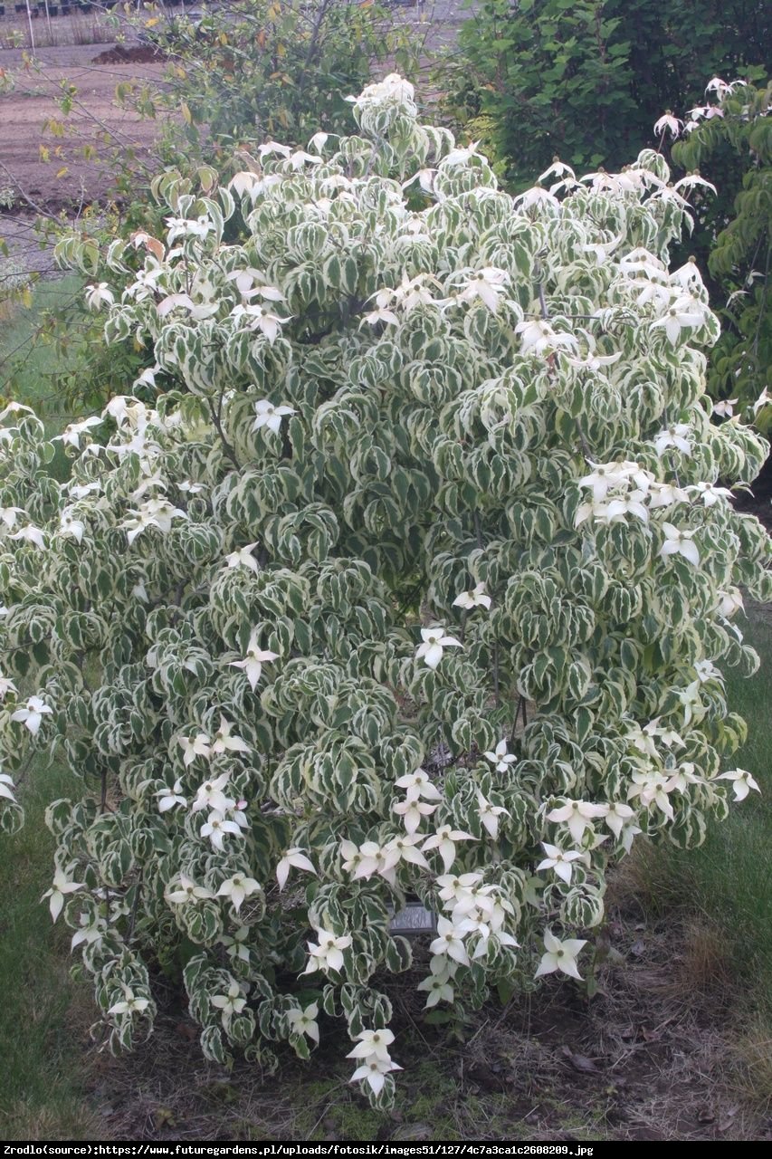 Dereń kousa  Laura - Cornus kousa  Laura 