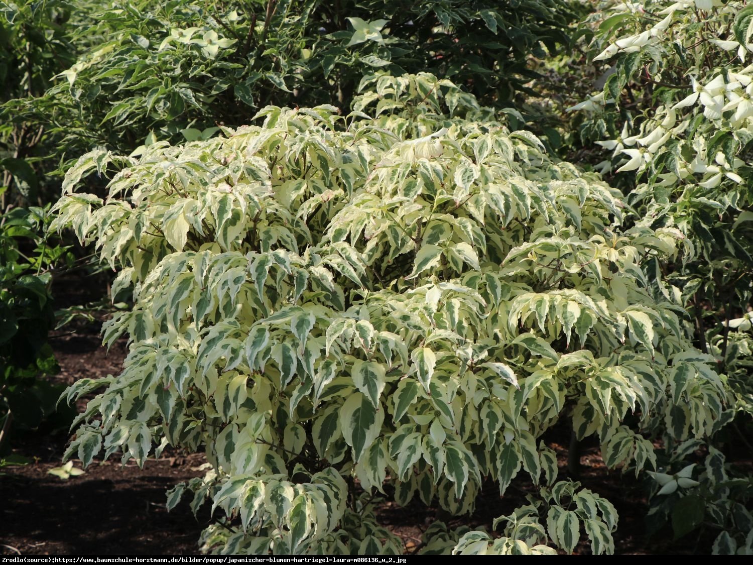 Dereń kousa  Laura - Cornus kousa  Laura 