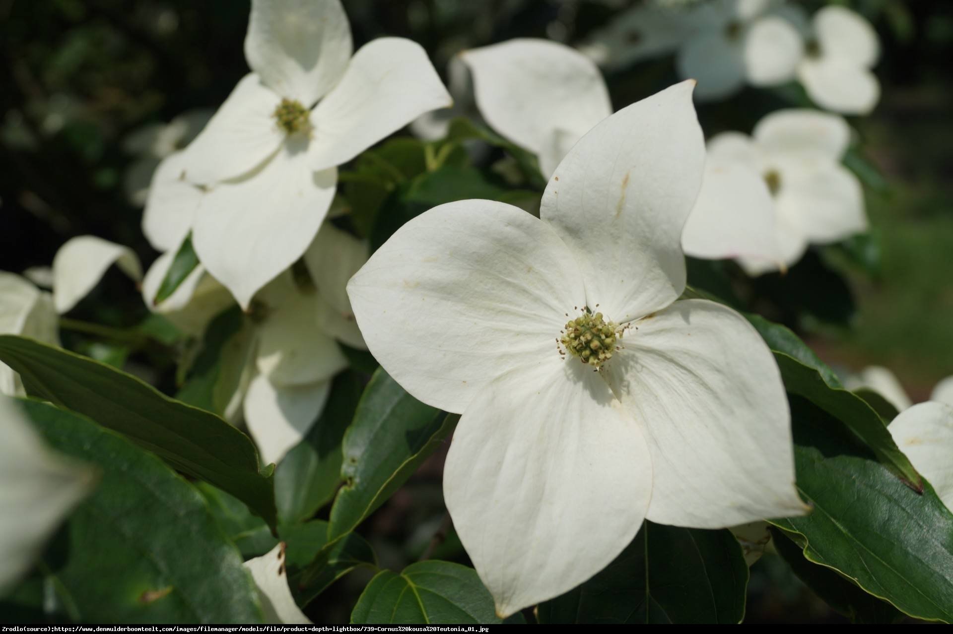 Dereń kousa Nicole  - Cornus kousa Nicole 