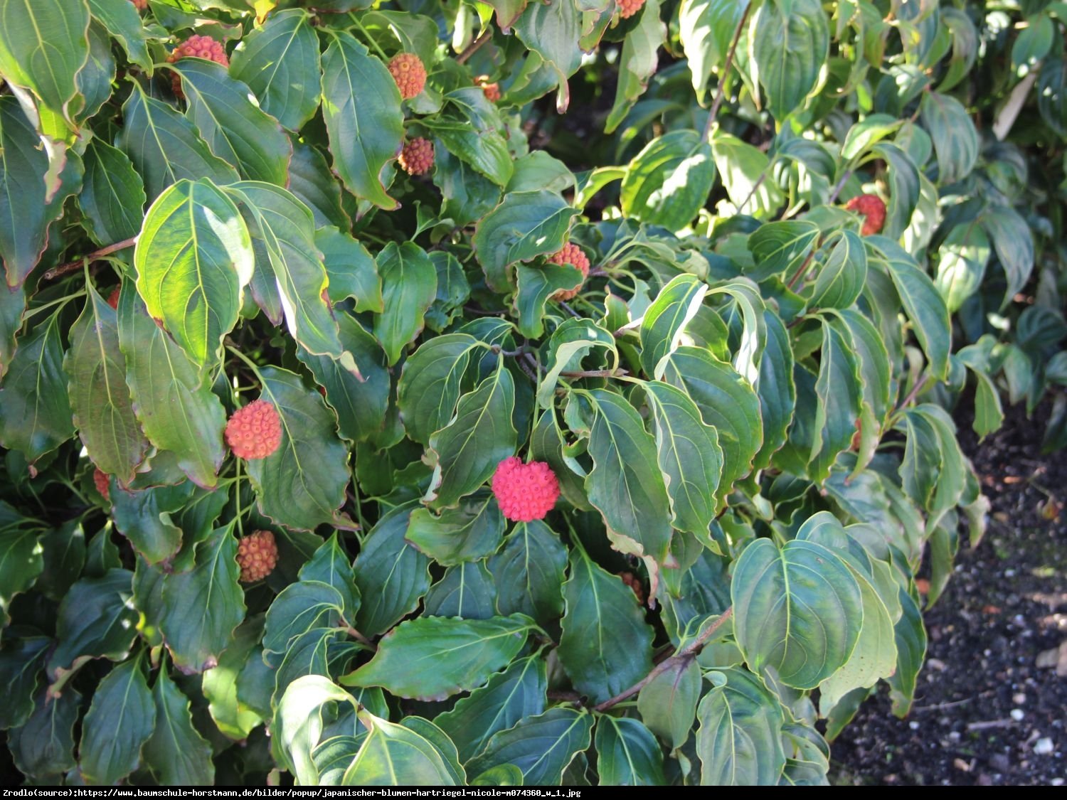 Dereń kousa Nicole  - Cornus kousa Nicole 