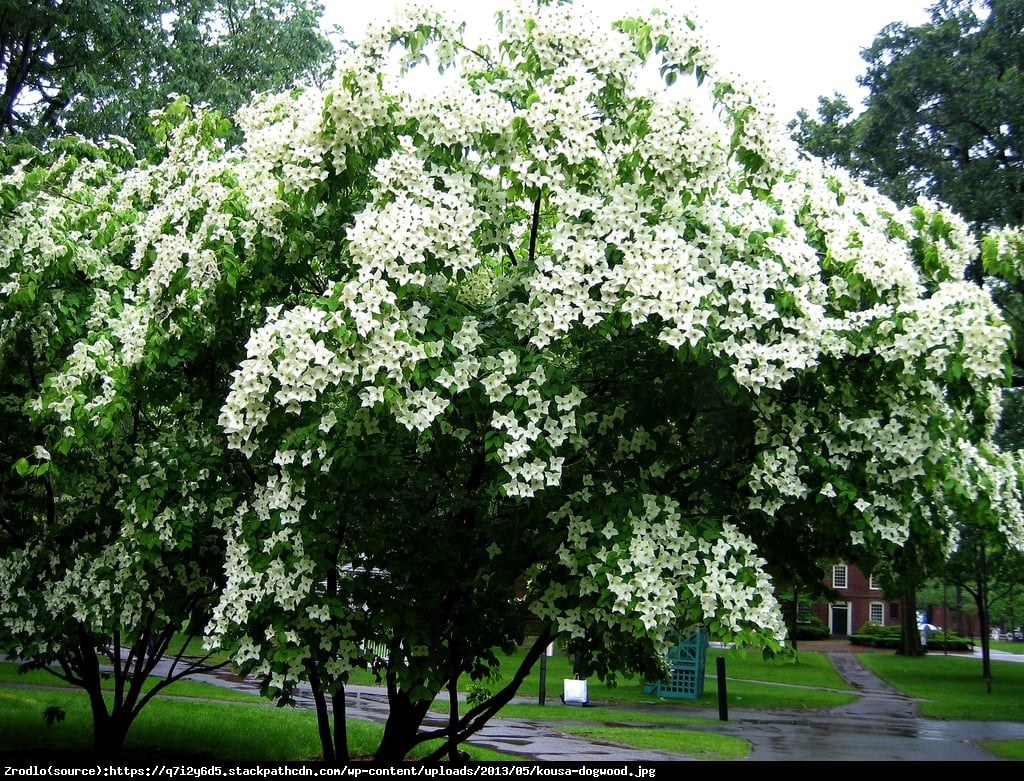 Dereń kousa Nicole  - Cornus kousa Nicole 