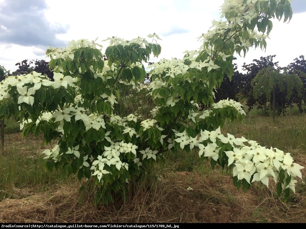 Dereń kousa Nicole  - Cornus kousa Nicole 