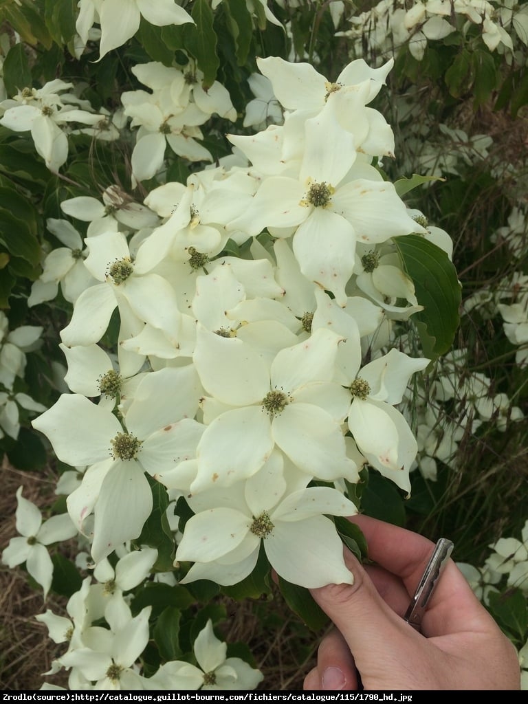 Dereń kousa Nicole  - Cornus kousa Nicole 