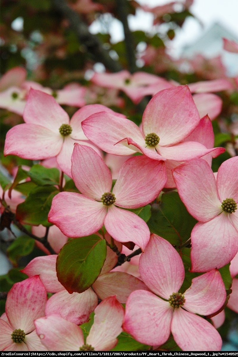 Dereń kousa Heart Throb  - Cornus kousa Heart Throb 