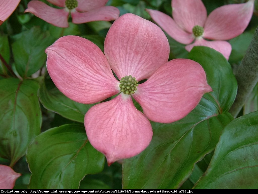 Dereń kousa Heart Throb - Cornus kousa Heart Throb