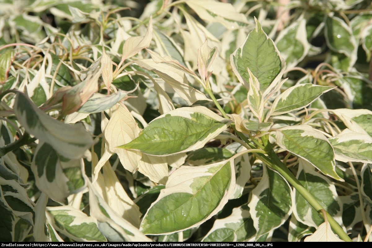 Dereń pagodowy Variegata  - Cornus controversa Variegata 