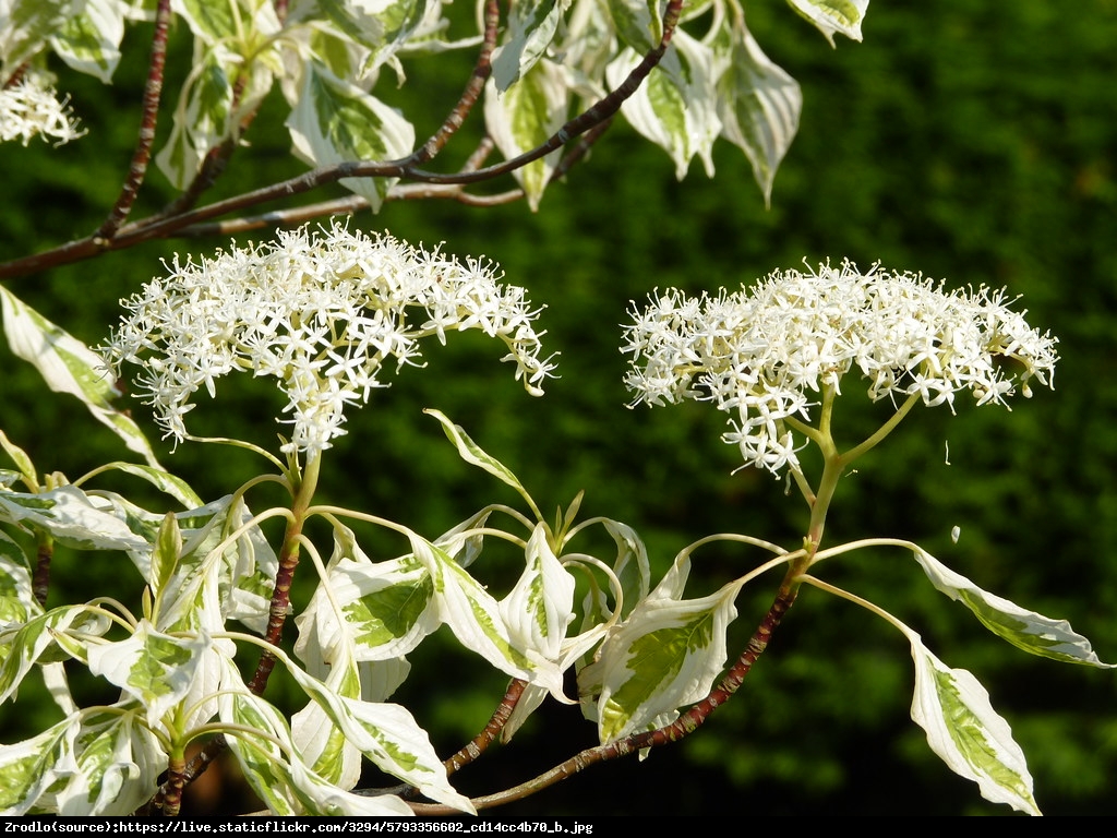 Dereń pagodowy Variegata  - Cornus controversa Variegata 