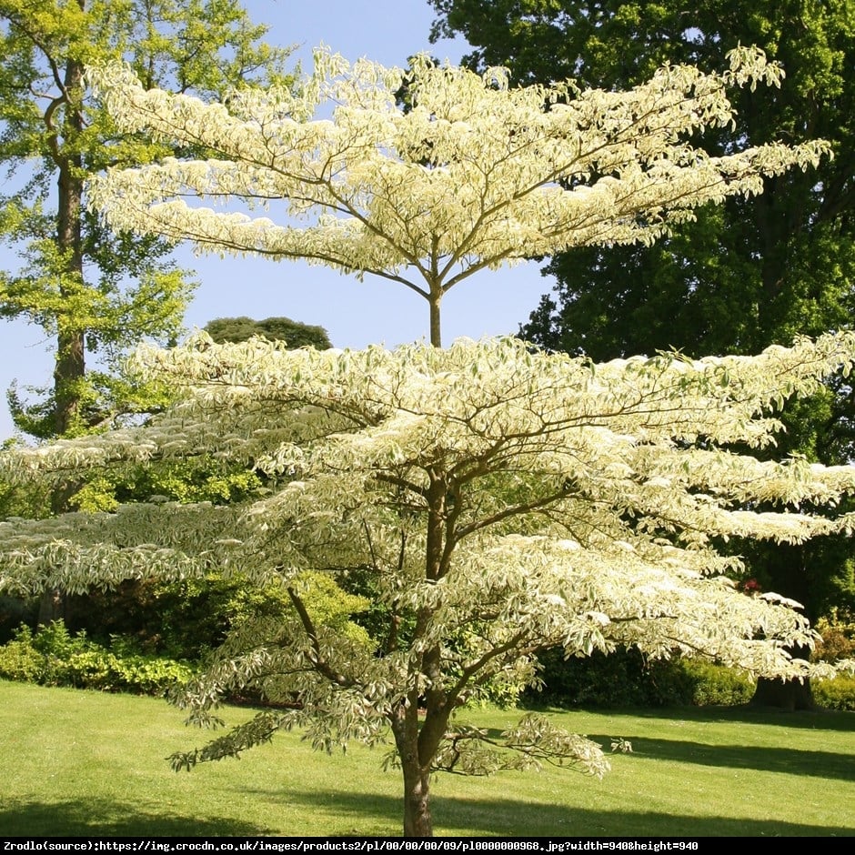 Dereń pagodowy Variegata  - Cornus controversa Variegata 