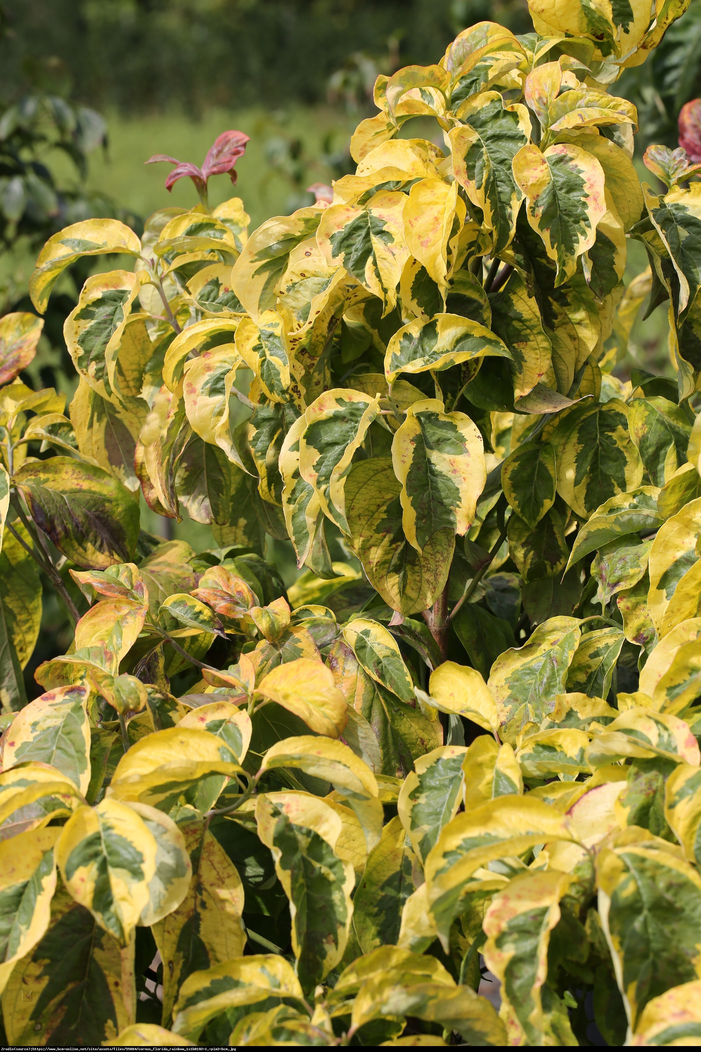 Dereń kwiecisty Rainbow  - Cornus florida Rainbow 