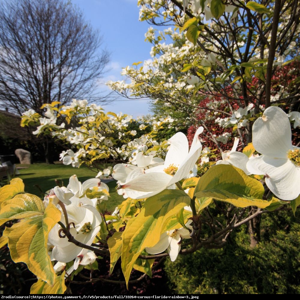 Dereń kwiecisty Rainbow  - Cornus florida Rainbow 