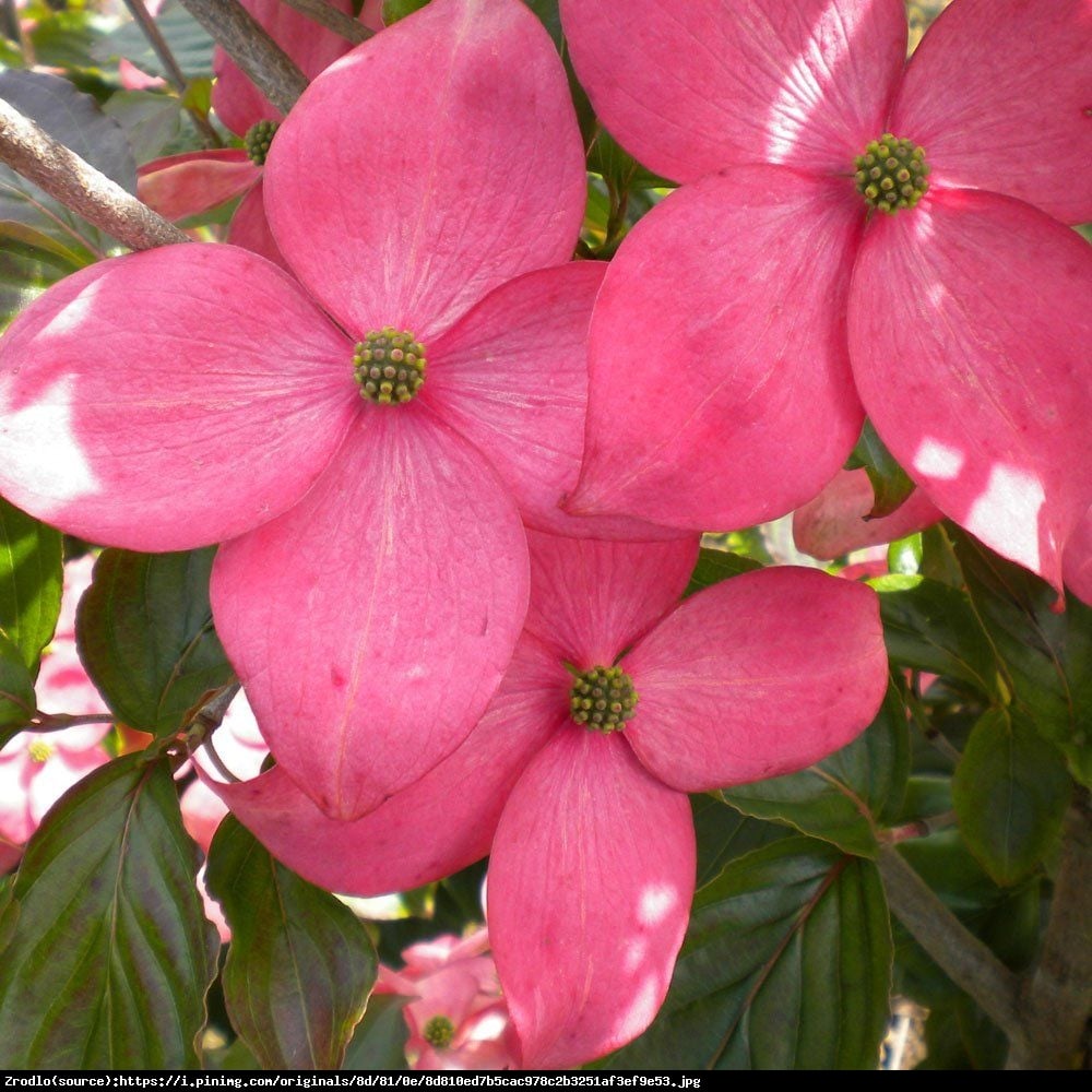 Dereń kwiecisty Cherokee Sunset - Cornus florida Cherokee Sunset