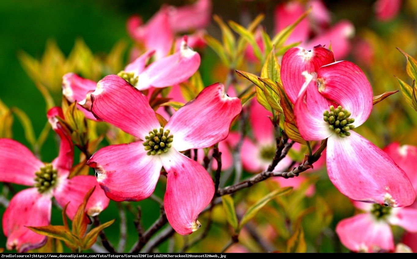 Dereń kwiecisty Cherokee Sunset - Cornus florida Cherokee Sunset