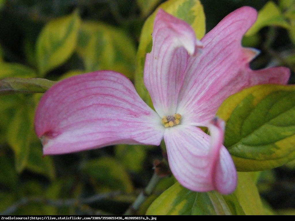 Dereń kwiecisty Cherokee Sunset - Cornus florida Cherokee Sunset