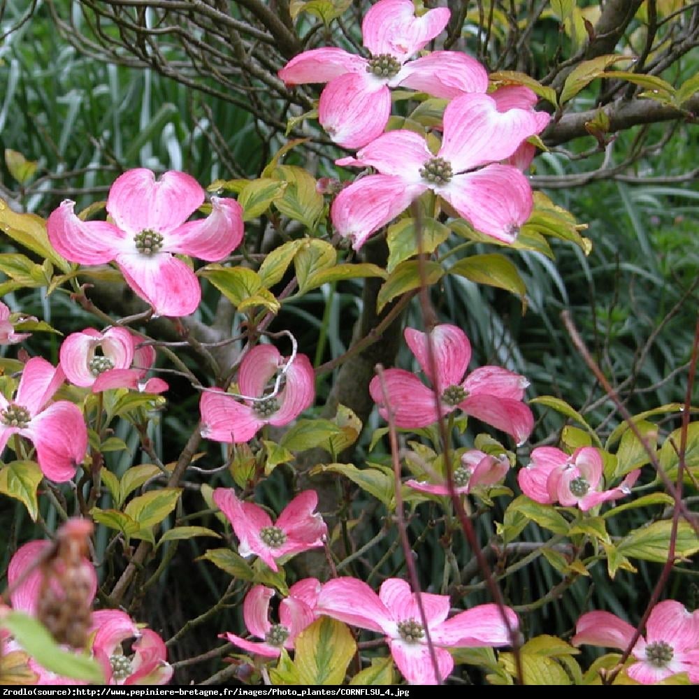 Dereń kwiecisty Cherokee Sunset - Cornus florida Cherokee Sunset