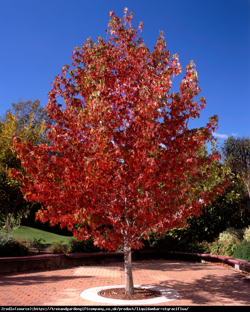 Ambrowiec amerykański - Liquidambar styraciflua 