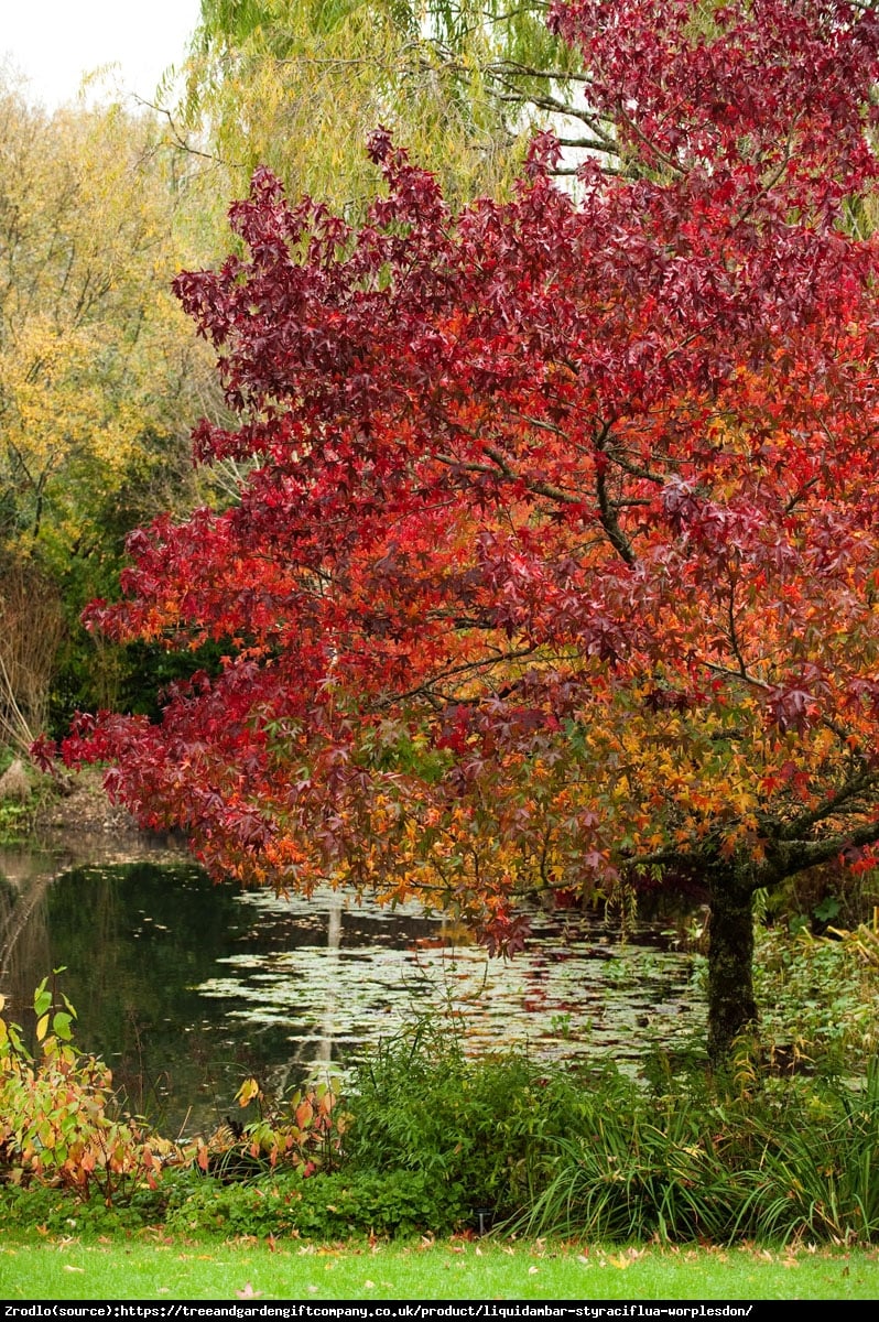 Ambrowiec amerykański - Liquidambar styraciflua 