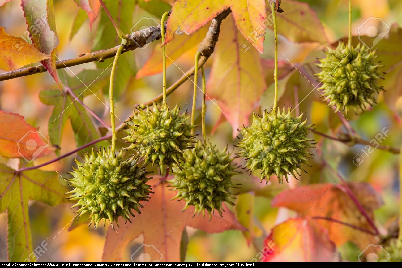 Ambrowiec amerykański - Liquidambar styraciflua 