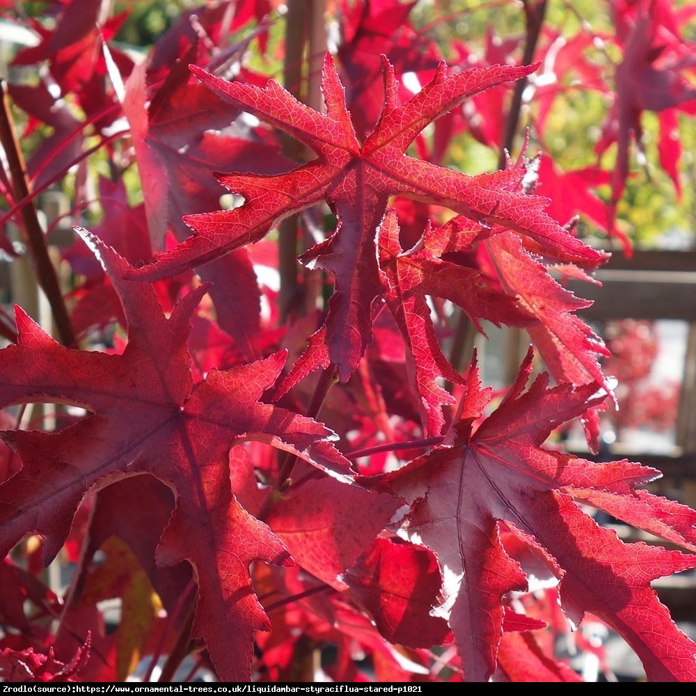 Ambrowiec amerykański - Liquidambar styraciflua 