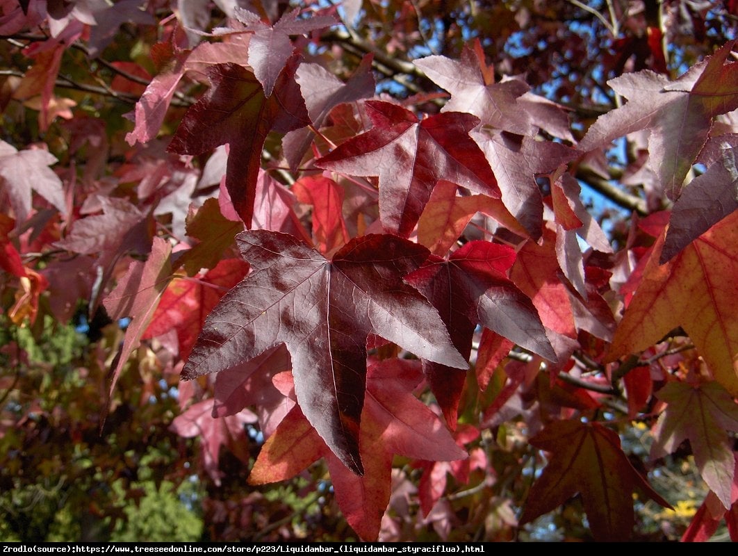 Ambrowiec amerykański - Liquidambar styraciflua 