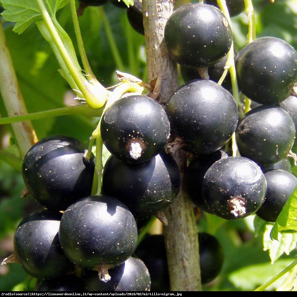 Porzeczka czarna  Titania  pienna - Ribes nigrum  Titania  pienna