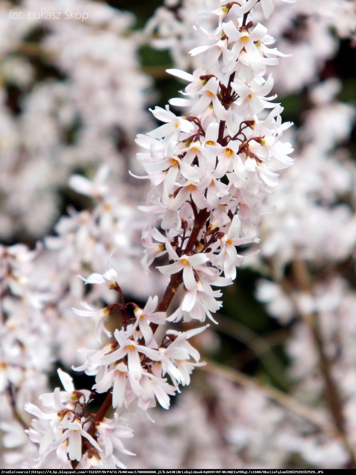 Abeliofylum koreańskie - Biała Forsycja - Abeliophyllum distichum