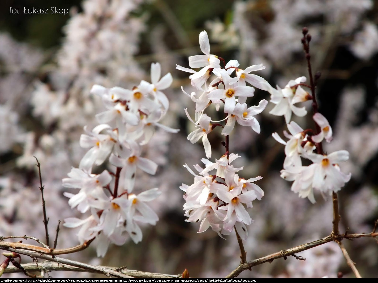 Abeliofylum koreańskie - Biała Forsycja - Abeliophyllum distichum