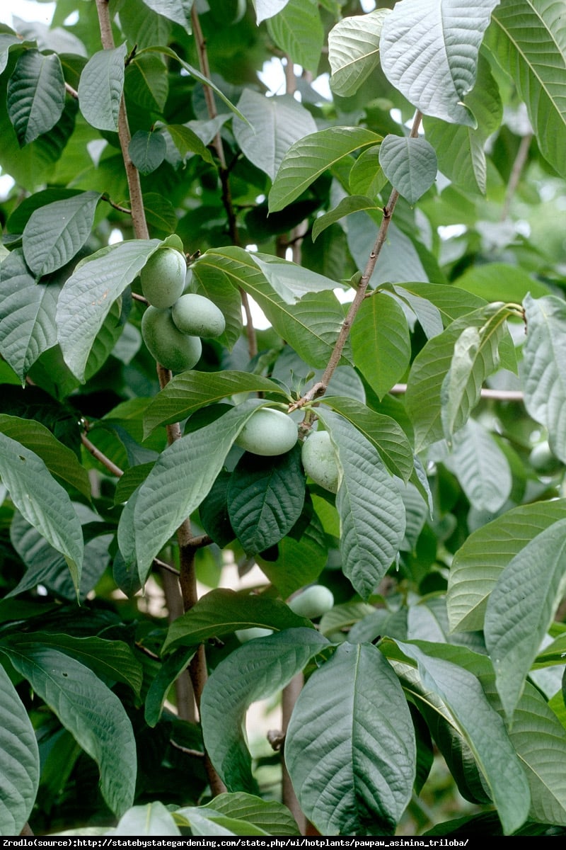 Urodlin trójłatkowy (tzw. Indiański banan) - Asimina triloba