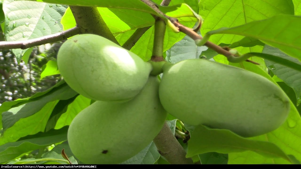 Urodlin trójłatkowy (tzw. Indiański banan) - Asimina triloba