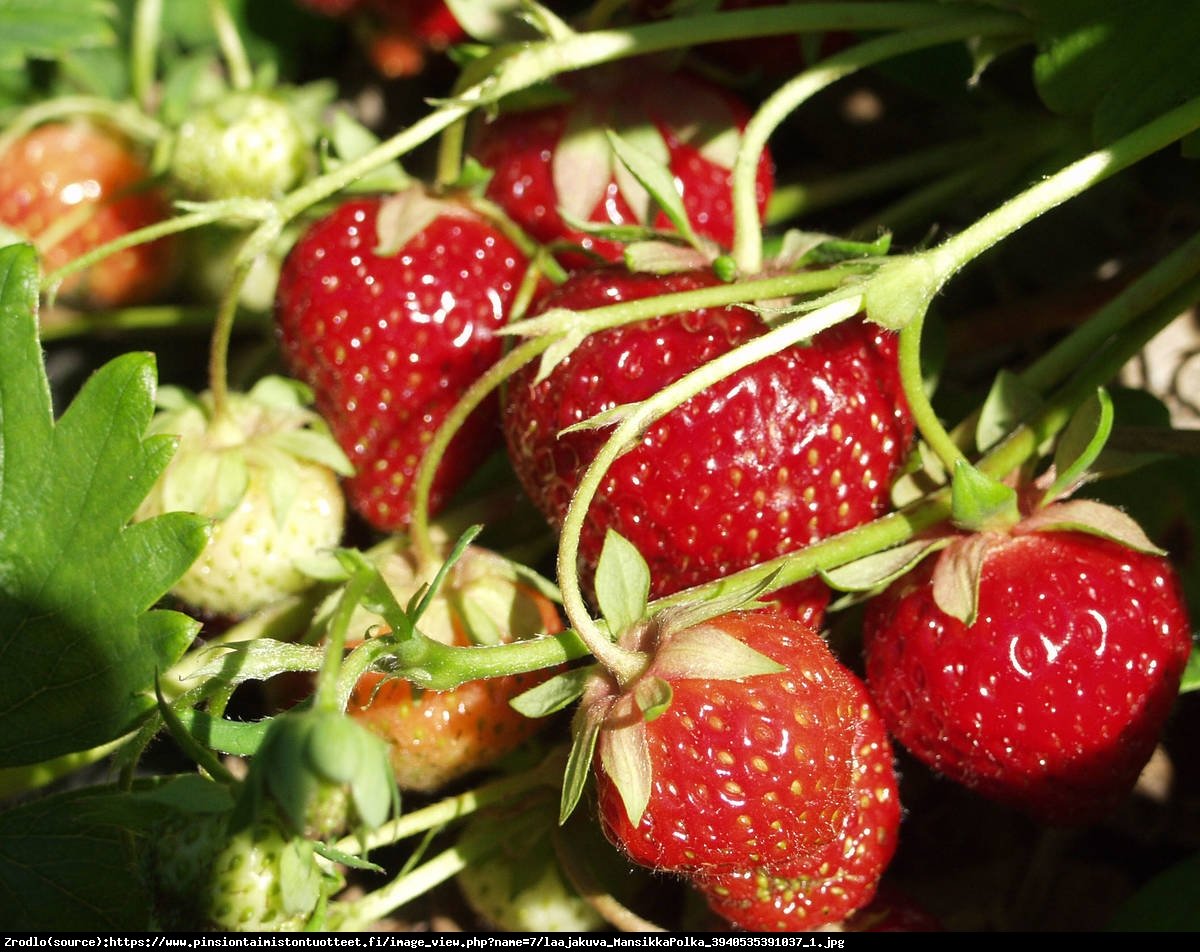 Truskawka Polka - Fragaria ananassa Polka