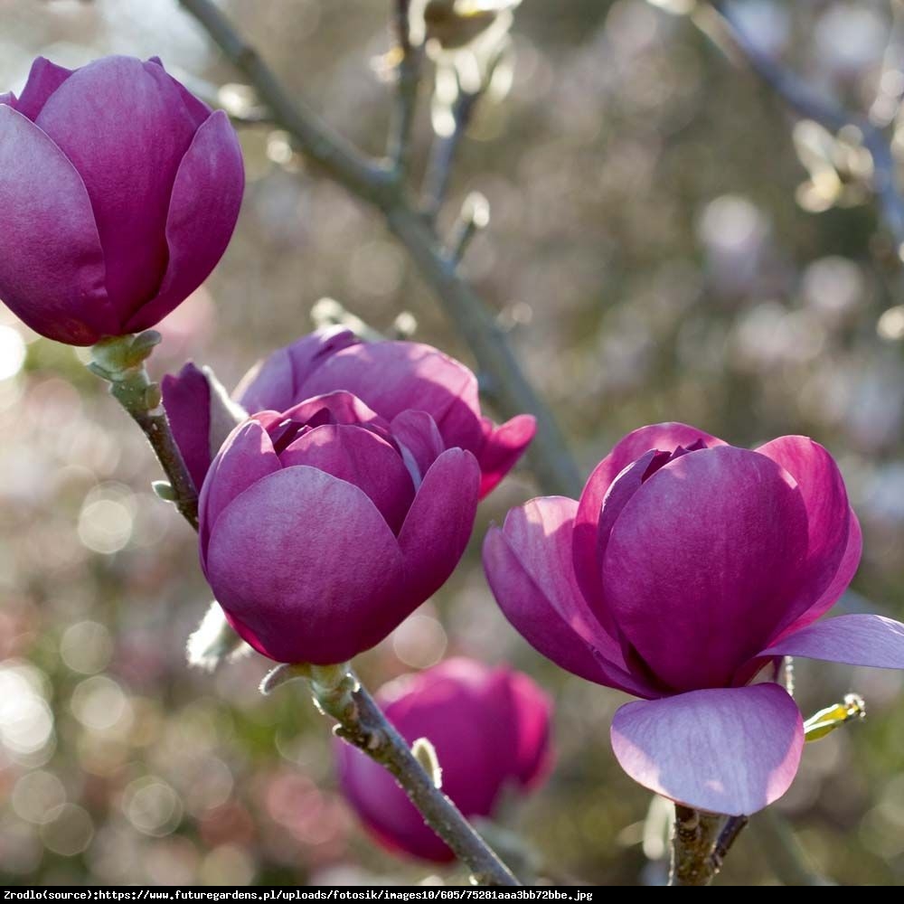 Magnolia Black Tulip - Soulangeana Black Tulip