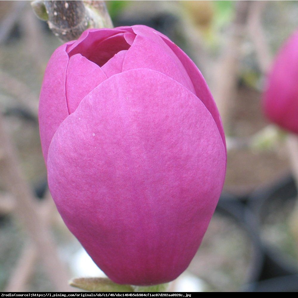 Magnolia Black Tulip - Soulangeana Black Tulip