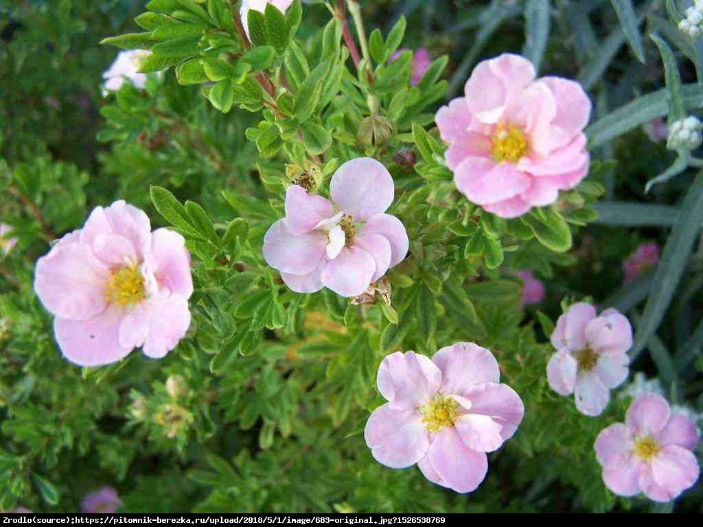 Pięciornik krzewiasty Floppy Disk - Potentilla fruticosa Floppy Disk