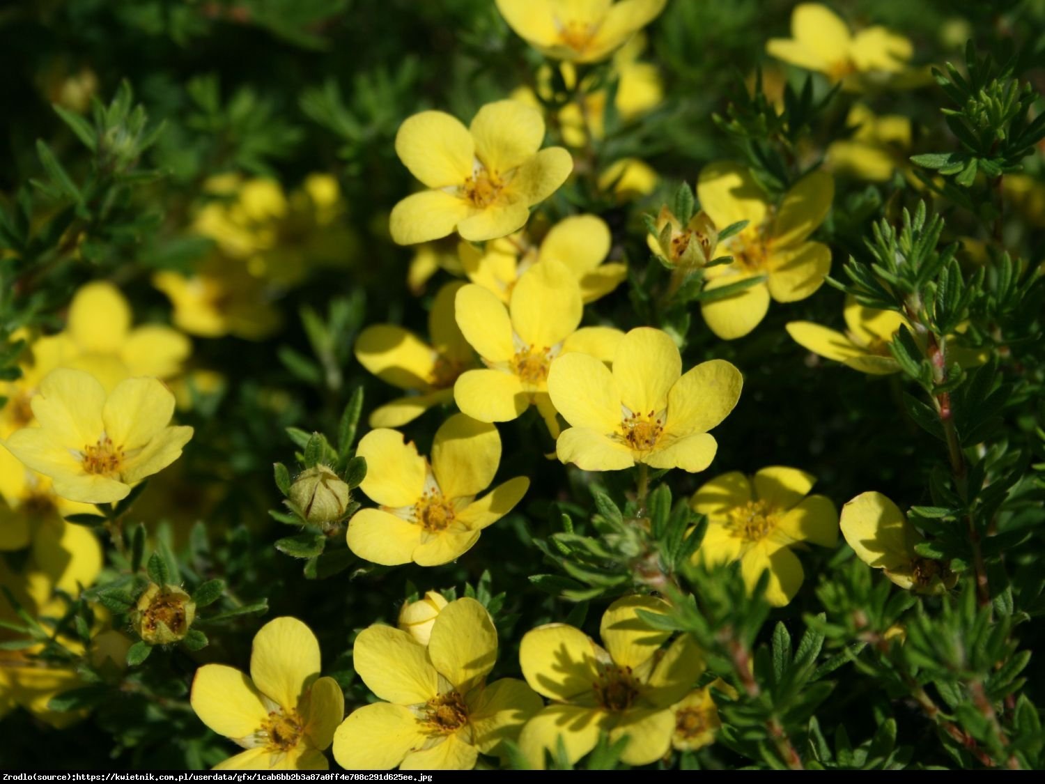 Pięciornik krzewiasty Kobold - Potentilla fruticosa Kobold