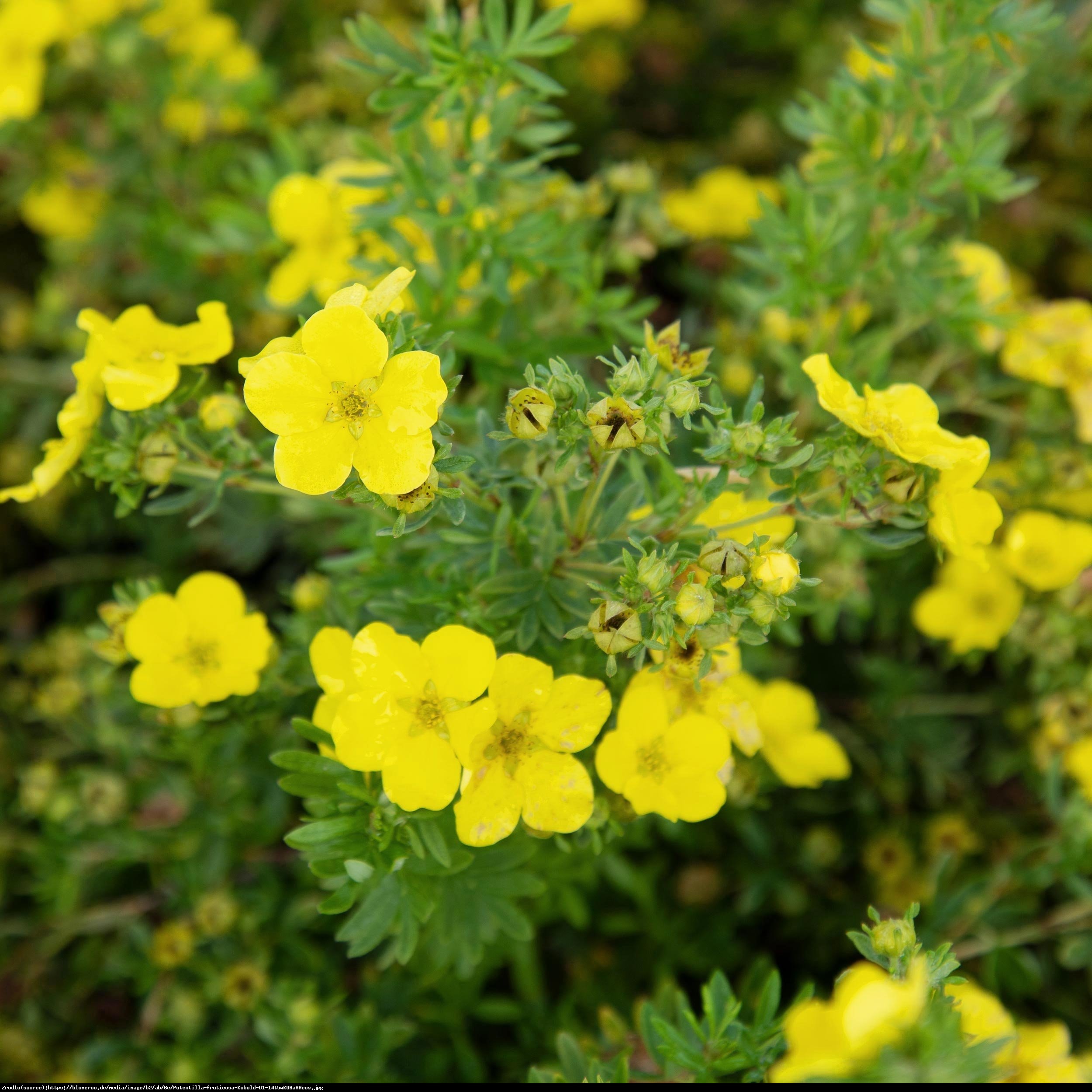 Pięciornik krzewiasty Kobold - Potentilla fruticosa Kobold