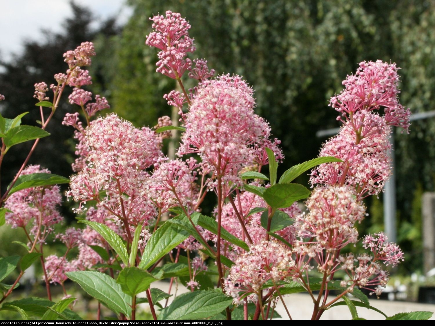 Prusznik Marie Simon - Ceanothus Marie Simon