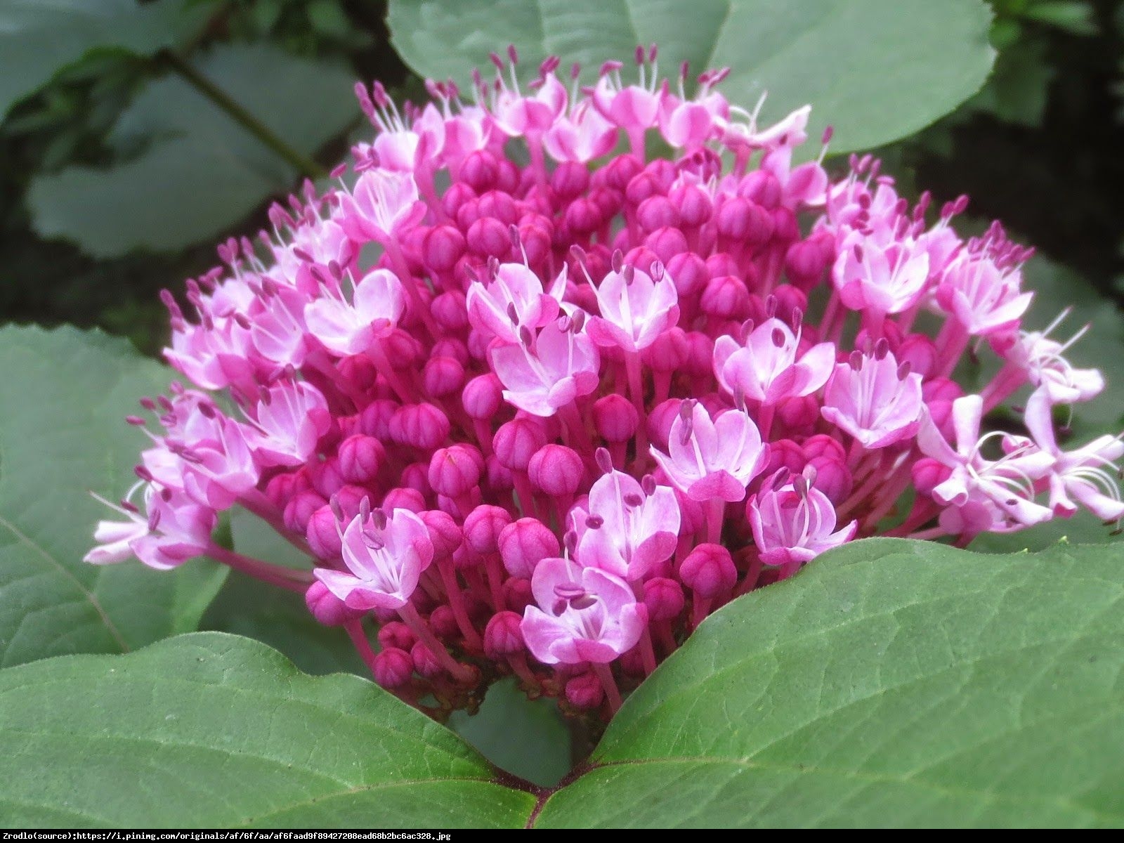 Szczęślin Bungego - Clerodendrum Bungei