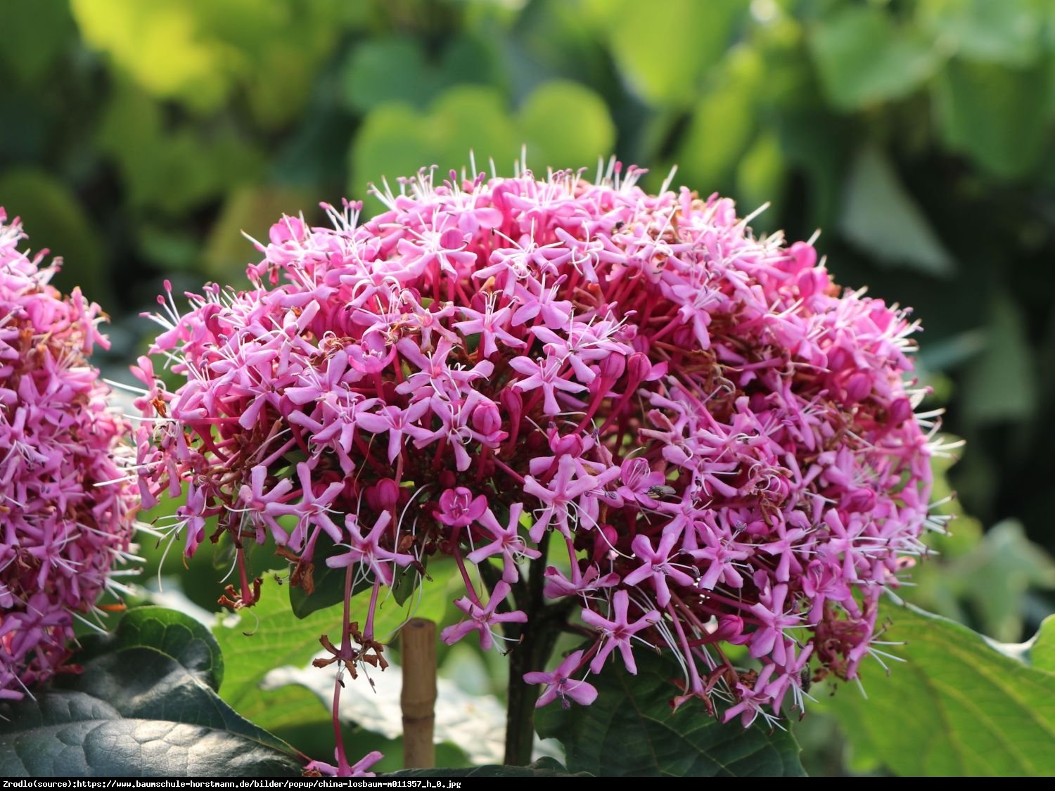 Szczęślin Bungego - Clerodendrum Bungei